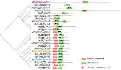 Functional insights of plant bcl-2–associated ahanogene (BAG) proteins: Multi-taskers in diverse cellular signal transduction pathways